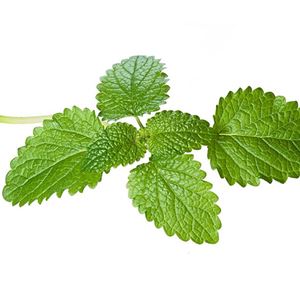 Örter och kryddor - Citronmeliss FÄRSK