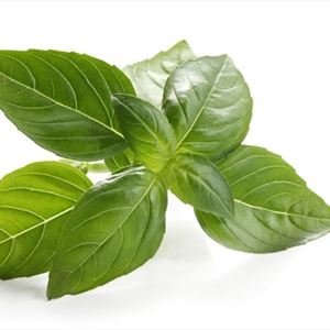 Örter och kryddor - Basilika FÄRSK